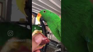 Parrots Devour Passion Fruit – Watch Their Delightful Reaction!