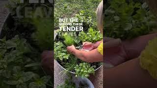 Stop Buying Herbs! #gardening #gardenary #herbgarden