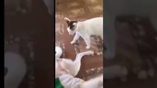 KUCING VS ANJING #challenge #kucinglucu #anjinglucu