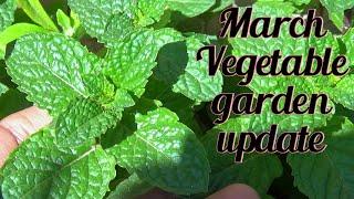 March Vegetable garden update | Gardening with izhar