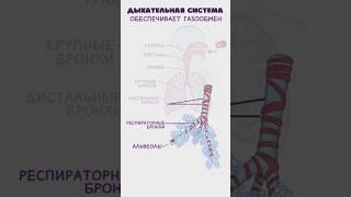 Дыхательная система (анатомия, физиология) #легкие #дыхание #медицина #breathing #osmosis