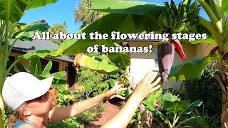 All about the flowering stages of banana plants