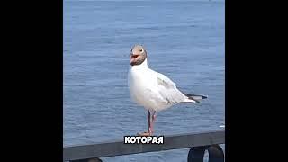 #девушка #красиваядевушка #чайки #набережная #нижнийновгород