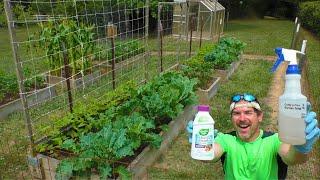 SECRET tip to Grow KALE and COLLARDS Stop Bugs and Caterpillars from eating the Garden BUG SPRAY