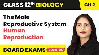 The Male Reproductive System - Human Reproduction | Class 12 Chapter 2 Biology | CBSE 2024-25