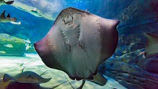 Deep Meditation and Sleep Music with Relaxing Aquarium Stingray