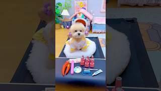 pedicure for pets. #shortsshorts #viral #cutedog #poodle #dogs #funydog1010 #funydogs #nails #usa