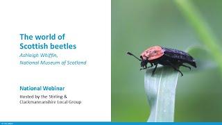 The world of Scottish beetles