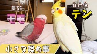 オカメインコとモモイロインコの可愛い喧嘩