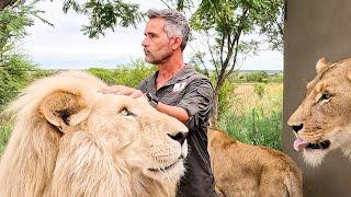Do the LIONS Remember Kevin Richardson? | The Lion Whisperer