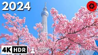 Tokyo Cherry Blossoms 2024 Begins!!!  4K HDR Spatial Audio