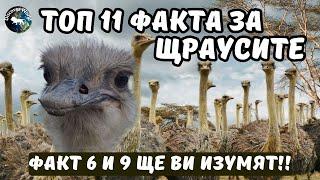 ТОП 11 ФАКТА ЗА ЩРАУСА, КОИТО ЩЕ ВИ ОСТАВЯТ БЕЗ ДУМИ!