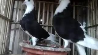 Black Gorra pigeon - Birds & Animals Gallery