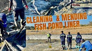 HOW TO CLEAN AND MEND LEAKAGES ON LINED FISH POND IN PREPARATION FOR RESTOCKING TILAPIA FINGERLINGS