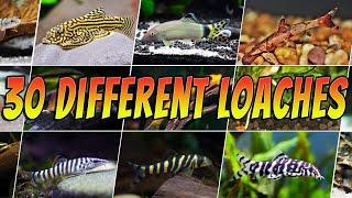 30 Best Types of Loach : Rare & Common Aquarium Fish - Loaches List