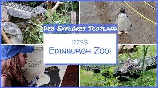 Edinburgh Zoo | Featuring Sunbears, New Panda Enclosure and Penguins