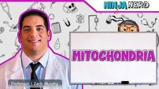 Mitochondria Structure & Function