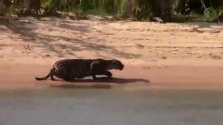 Amazing Jaguar hunting Capibara in Brazil - Jaguar cazando a Capibara