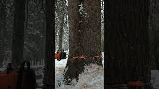 Felling Two Big Trees at Once