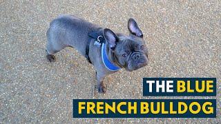 Blue French Bulldog: Everything You Need to Know About the Adorable Frenchie!