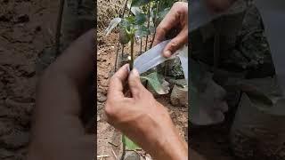 দেখুন আম গাছেরকলম করে কি ভাবে