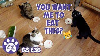 Playology Snake Toy, Sammy's Spider Babies - Lucky Ferals S8 E36 - Cat Vlog 11 Cats