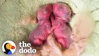 Tiny, Pink Blobs Turn Into The Biggest Fluff Balls | The Dodo