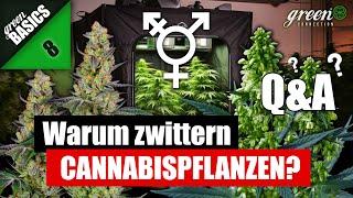 Mehr Ertrag durch Toppen ? | Wodurch Cannabis Pflanzen anfangen zu zwittern ? HomeGrow | GreenBasics