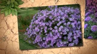 Gourds and Fall Asters at Nick's Garden Center & Farm Mark