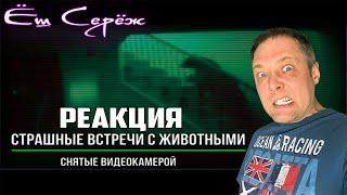 Еш Сереж смотрит Страшные Встречи с Животными Снятые Видеокамерой #ежсереж