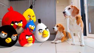 DOGS vs ANGRY BIRDS in REAL LIFE ANIMATION  : Funny Dogs Louie & Marie