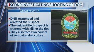 SC Dept. of Natural Resources investigating shooting of dog in Berkeley County