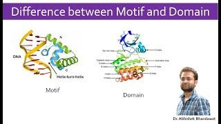 What is the difference between Motif and domain of a protein?