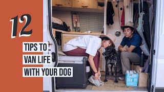 DOG TIPS | Van Life With Your BEST Friend!