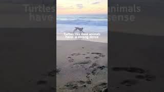 DO TURTLES TRY TO RETURN HOME?