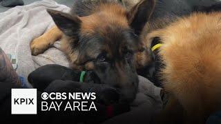 Dog that helped Bay Area whale-watching business go viral has 7 puppies