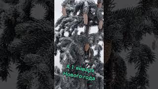 Новогодний симоронский ритуал на богатство. Ловите!