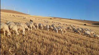 Kangal Akkaraman koyunu ile , Cici kızlarımız ile dağları inlettik Bakın bu günki misafirimiz  kim?