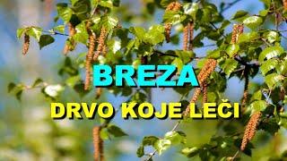 BREZA - DRVO KOJE LEČI