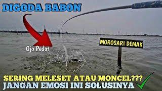 Mancing Belanak Sering Meleset atau Moncel ??Segera Lakukan Cara Ini