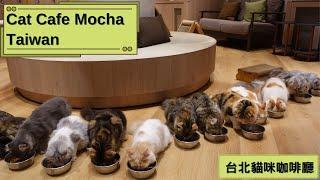 日本知名連鎖貓咪咖啡廳，台北信義首間台灣分店！｜Cat Cafe Mocha Taiwan 貓咪咖啡廳 台北市信義區