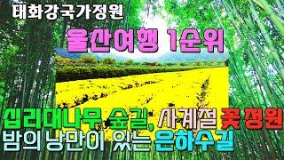 (울산여행) 태화강의 기적을 낳은  태화강국가정원(국가정원 제2호)을 소개합니다. 국내여행, 십리대숲, 은하수길, 국화꽃축제, 울산가볼만한곳