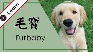 Learn "fur" in Chinese: "Furbaby" Lyrics Explained