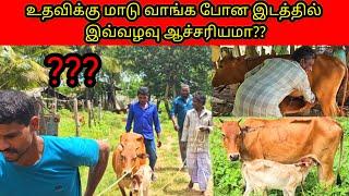 உதவிக்கு மாடு வாங்க போன இடத்தில் இவ்வளவு ஆச்சரியமா??/jaffna/SSV VLOG 