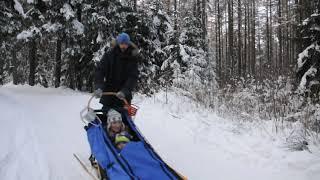 Dog sledding in woods in Zakopane