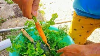 Lady Finger Carrots! Harvesting Carrots! | Gardening in Trinidad and Tobago!