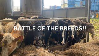 Battle of the Breeds!! The great store cattle debate!