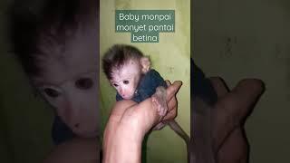 baby monpai cantik monyet pantai cantik