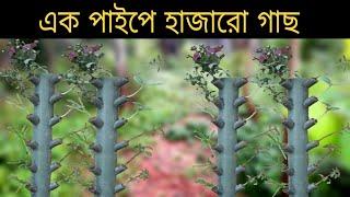 Vertical Tree Planting idea in Bangladesh