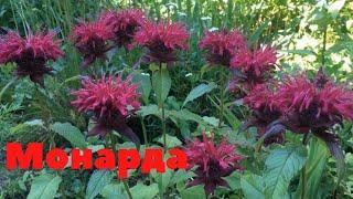 Монарда. Прекрасное садовое растение!